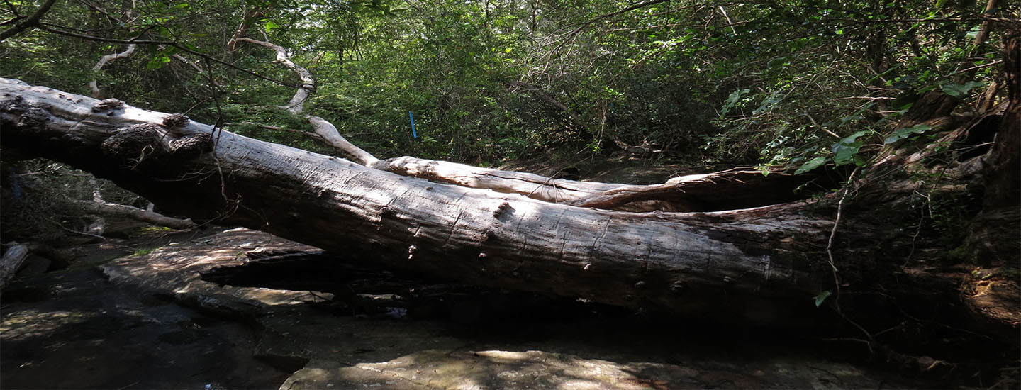 imagem escadaria 